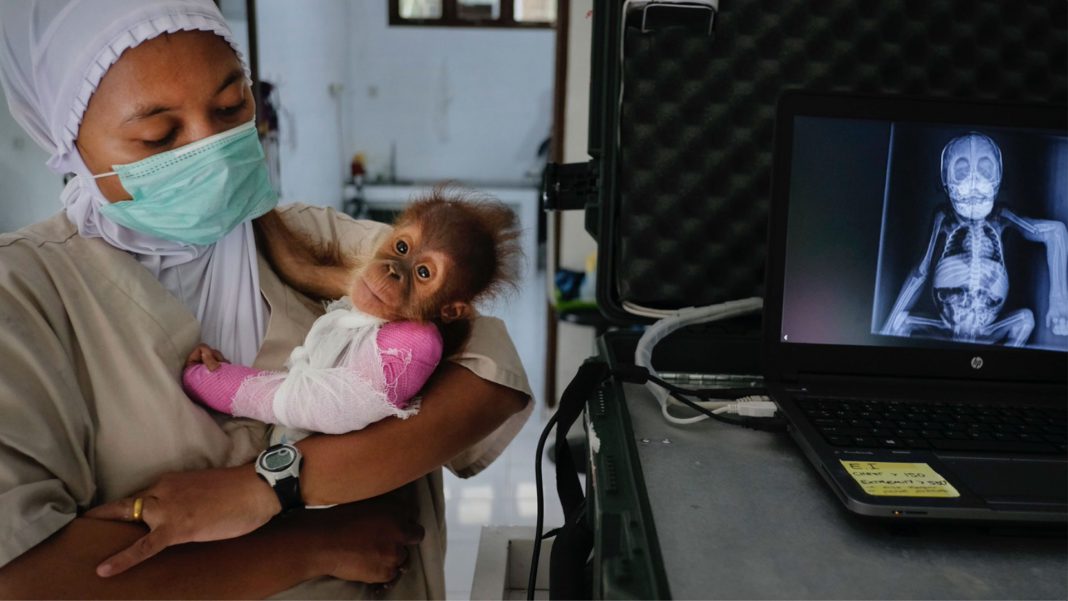 Ilustrasi orangutan dalam perawatan tim Orangutan Outreach.