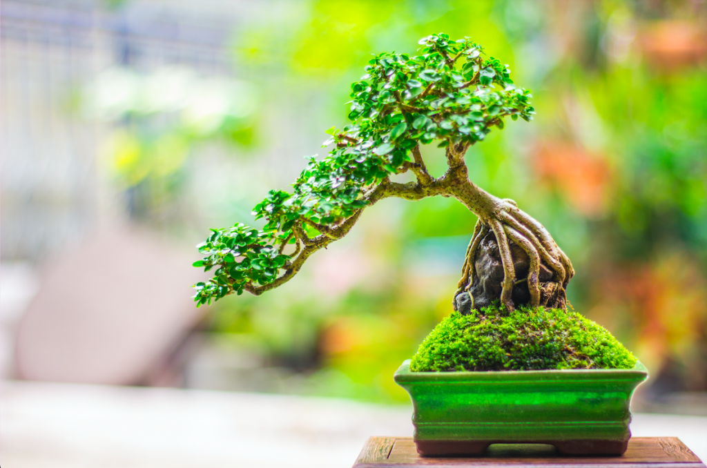 4 Macam Desain Tanaman Bonsai untuk Pemula yang Ingin Belajar Bonsai