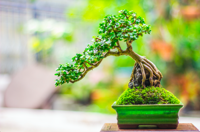 desain-tanaman desain tanaman bonsai yang cantik