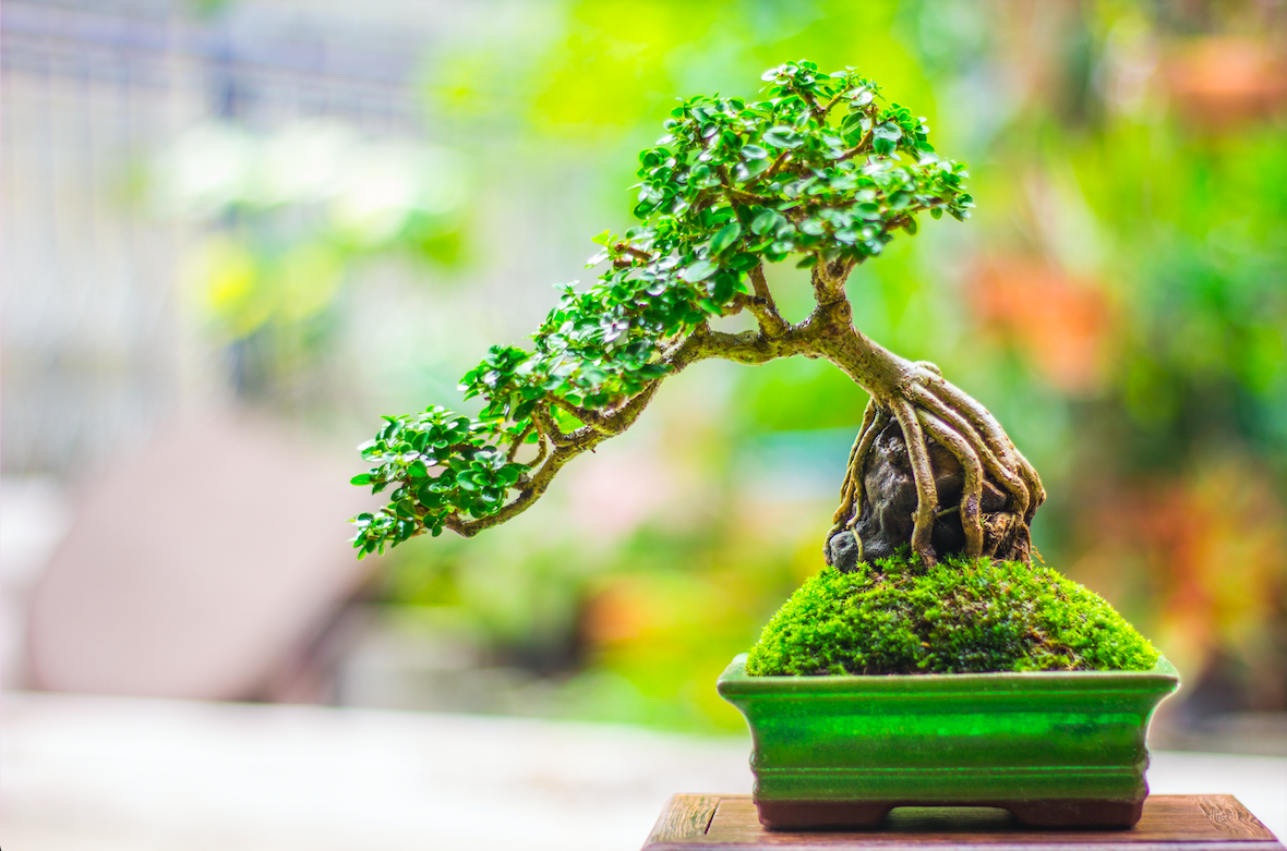 desain tanaman bonsai yang cantik