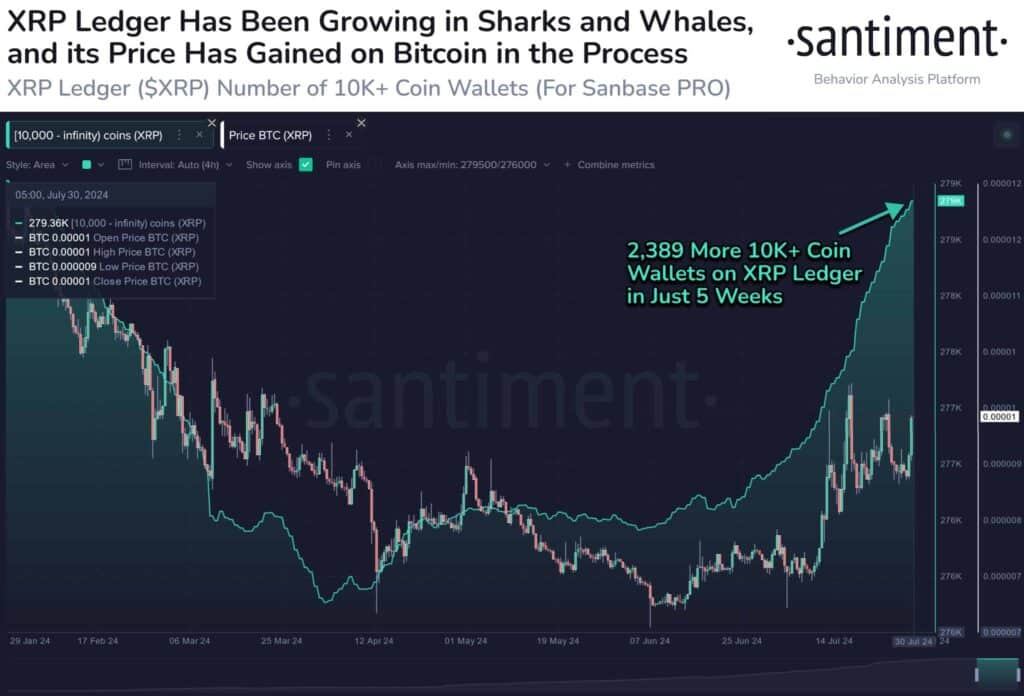 Grafik akumulasi whale XRP meningkat. Sumber: Santiment.